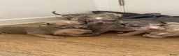 American Bully dogs for sale: 4 pups left ready to leave now - Advert 22