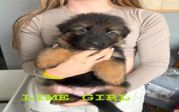 German Shepherd dogs for sale: hip scored DM Clear and DNA tested parents - Image 15
