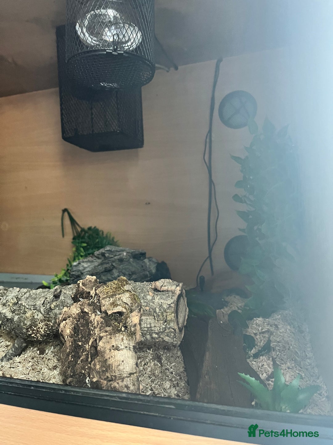 Corn Snake reptiles for sale: Female corn snake and full setup - Image 3