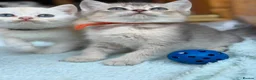British Longhair cats for sale: TICA BRITISH SHORTHAIR & LONGHAIR KITTENS  - Advert 9