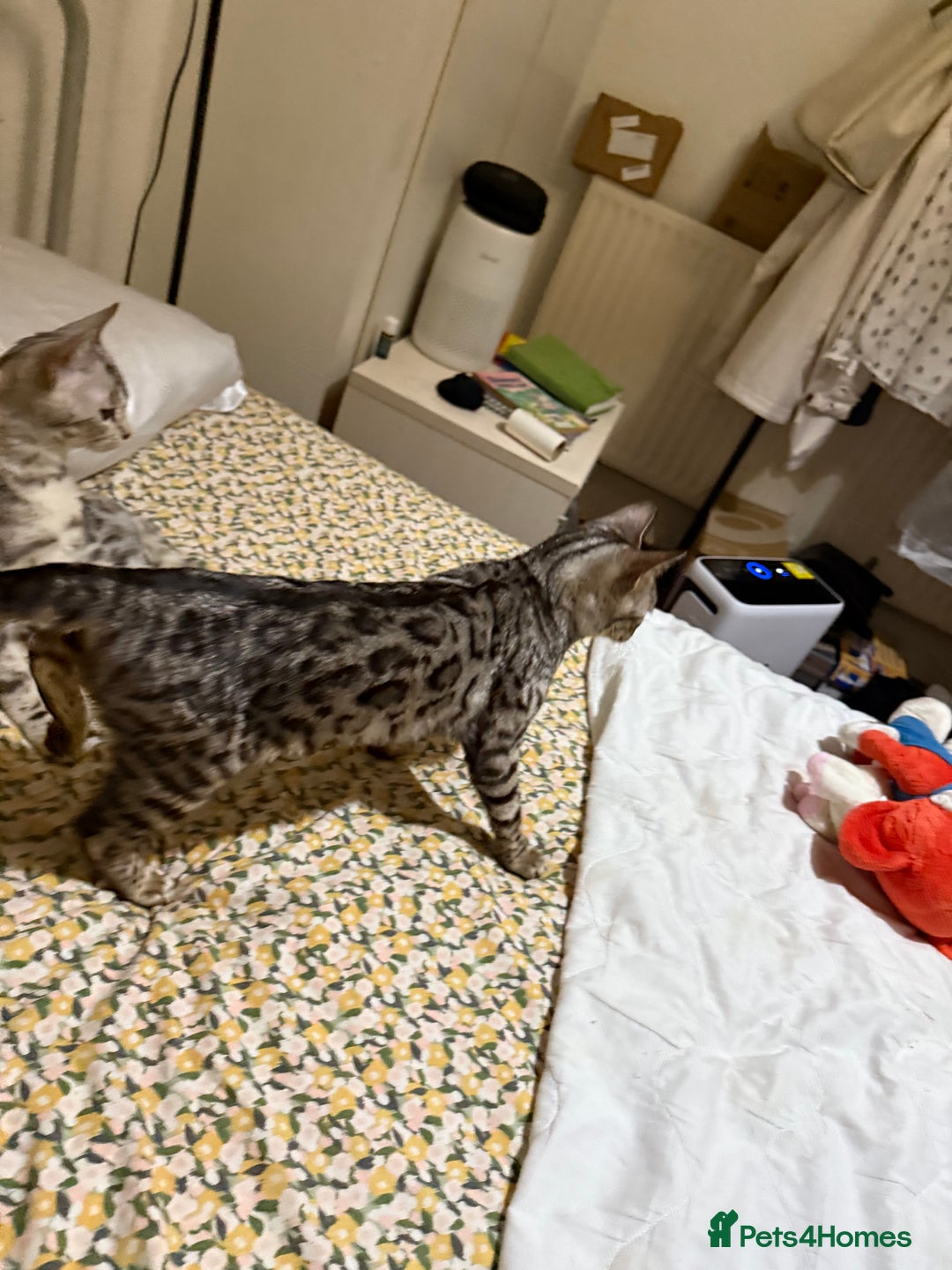 Bengal cats for sale: bengal cat looking for loving home - Advert 7