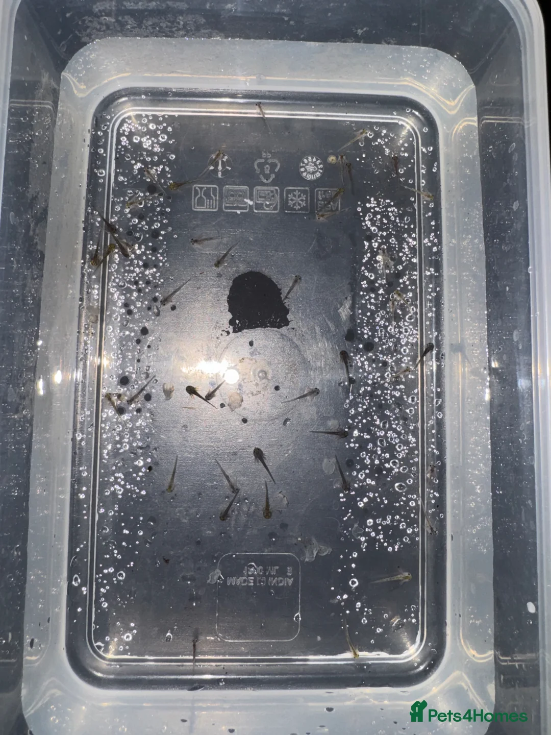 Other/Mixed Breed fish for sale: Axolotl Babies - Advert 2