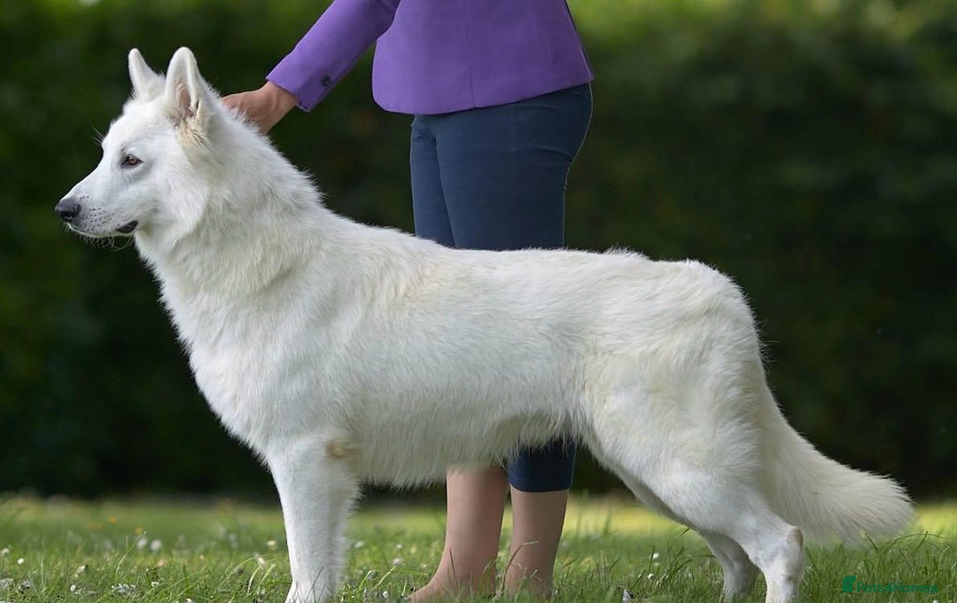 White Swiss Shepherd dogs for sale: World Champion Parents - Image 3