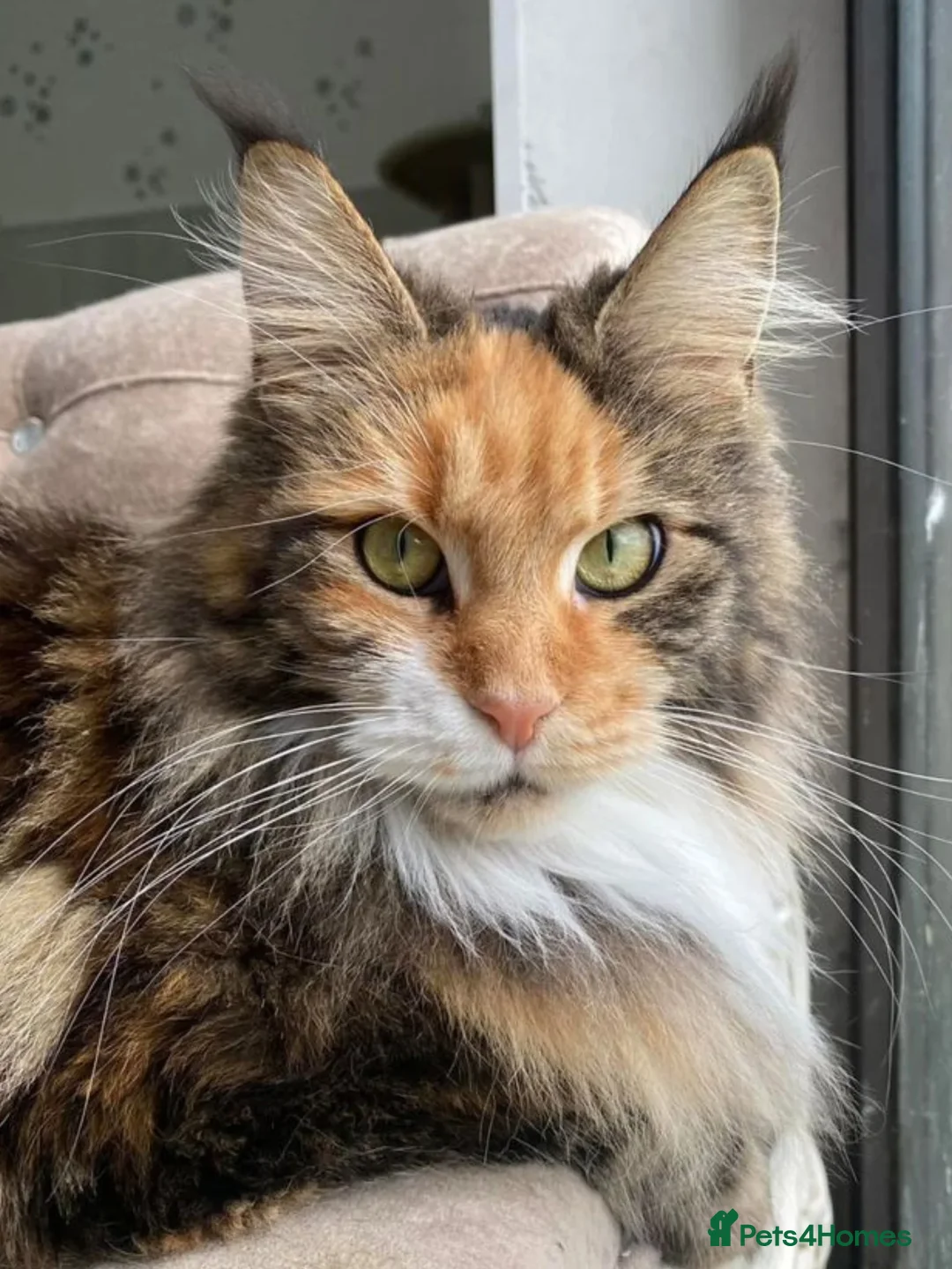 Maine Coon cats for sale: Premium Maine Coon fluffballs😻🐾 - Advert 1