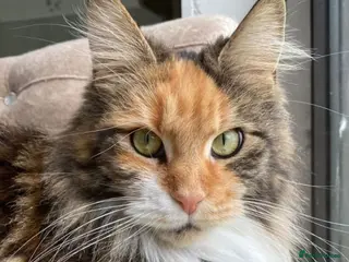 Maine Coon cats Premium Maine Coon fluffballs😻🐾 - Advert 5