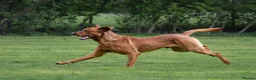 Labrador Retriever dogs for stud: Fox Red Labrador Stud Dog Available for studding - Advert 12
