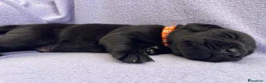 Orange Boy