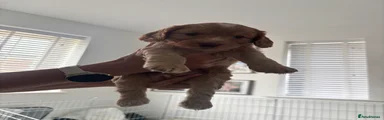 Cockapoo 6
