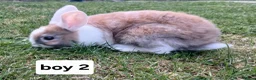 Mixed Breed rabbits for sale: Mini loped crossed lion head rabbits  in Merthyr Tydfil - Advert 1
