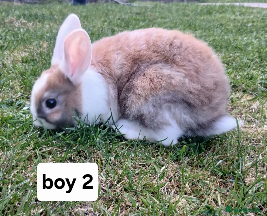 Mixed Breed rabbits for sale: Mini loped crossed lion head rabbits  in Merthyr Tydfil - Advert 1