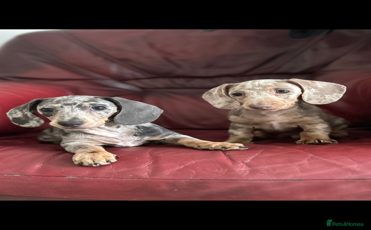 Miniature Dachshund dogs - Advert 2