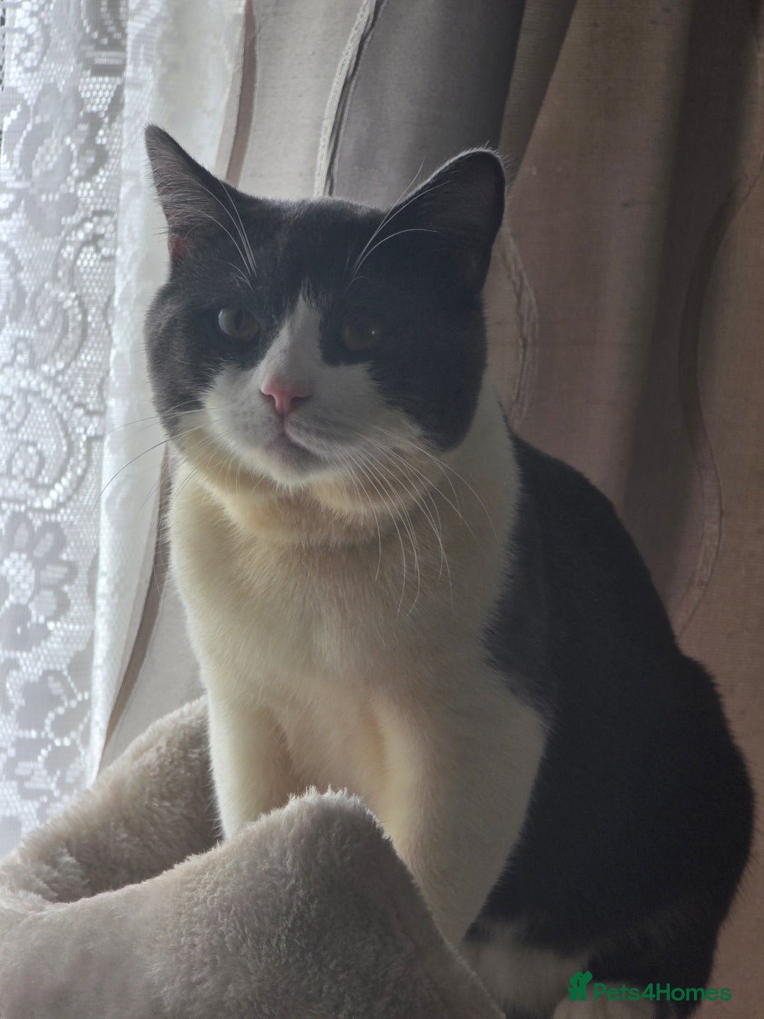 British Shorthair cats for sale: British shorthair male looking for a new home - Advert 6