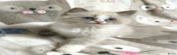 Ragdoll cats for sale: Gorgeous Snow Leocats: RagdollxSiberianxHimalayan! - Advert 2