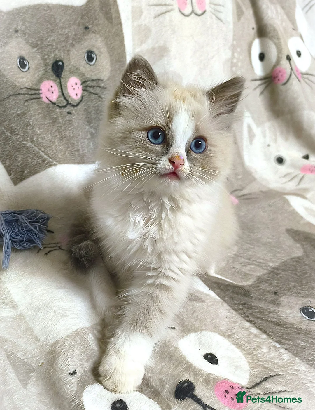 Ragdoll cats for sale: Gorgeous Snow Leocats: RagdollxSiberianxHimalayan! - Advert 2