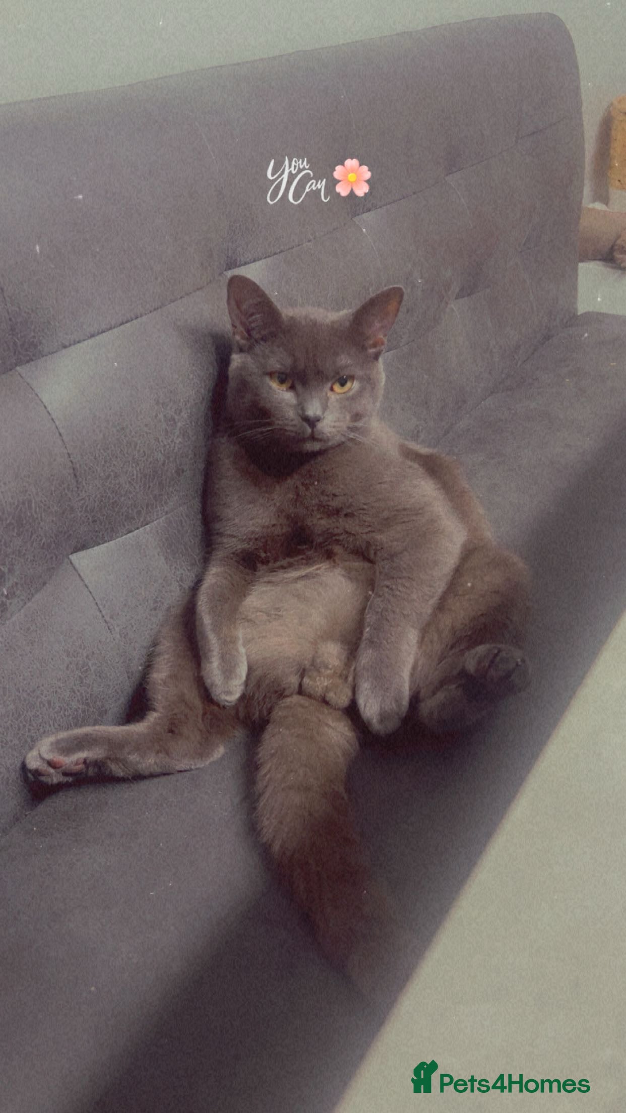 British Shorthair cats Grey British shorthair for sale  - Advert 1