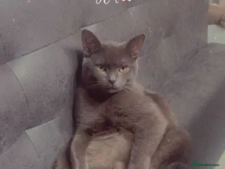 British Shorthair cats Grey British shorthair for sale - Advert 2