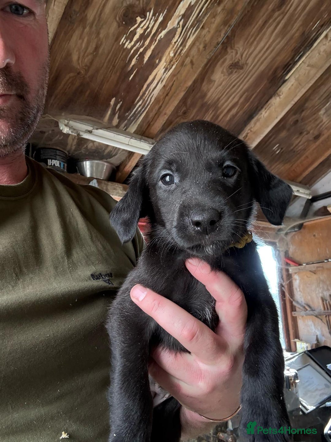 Labrador Retriever dogs for sale: Black Labrador Retriever Pups - Image 6