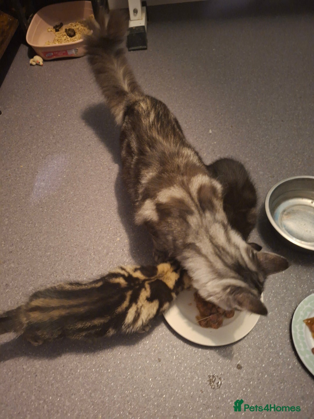 Maine Coon cats for sale: Beautiful, friendly playful Maine Coon cross kits - Advert 28