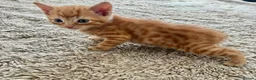 Mixed Breed cats for sale: 5 beautiful kittens for sale 🖤🧡  - Advert 3