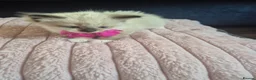 Ragdoll cats for sale: Ragdoll Kittens  - Advert 16