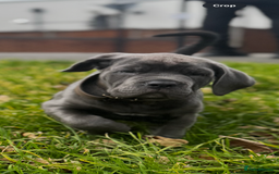 Cane Corso dogs for sale: Blue Cane corso - Image 4