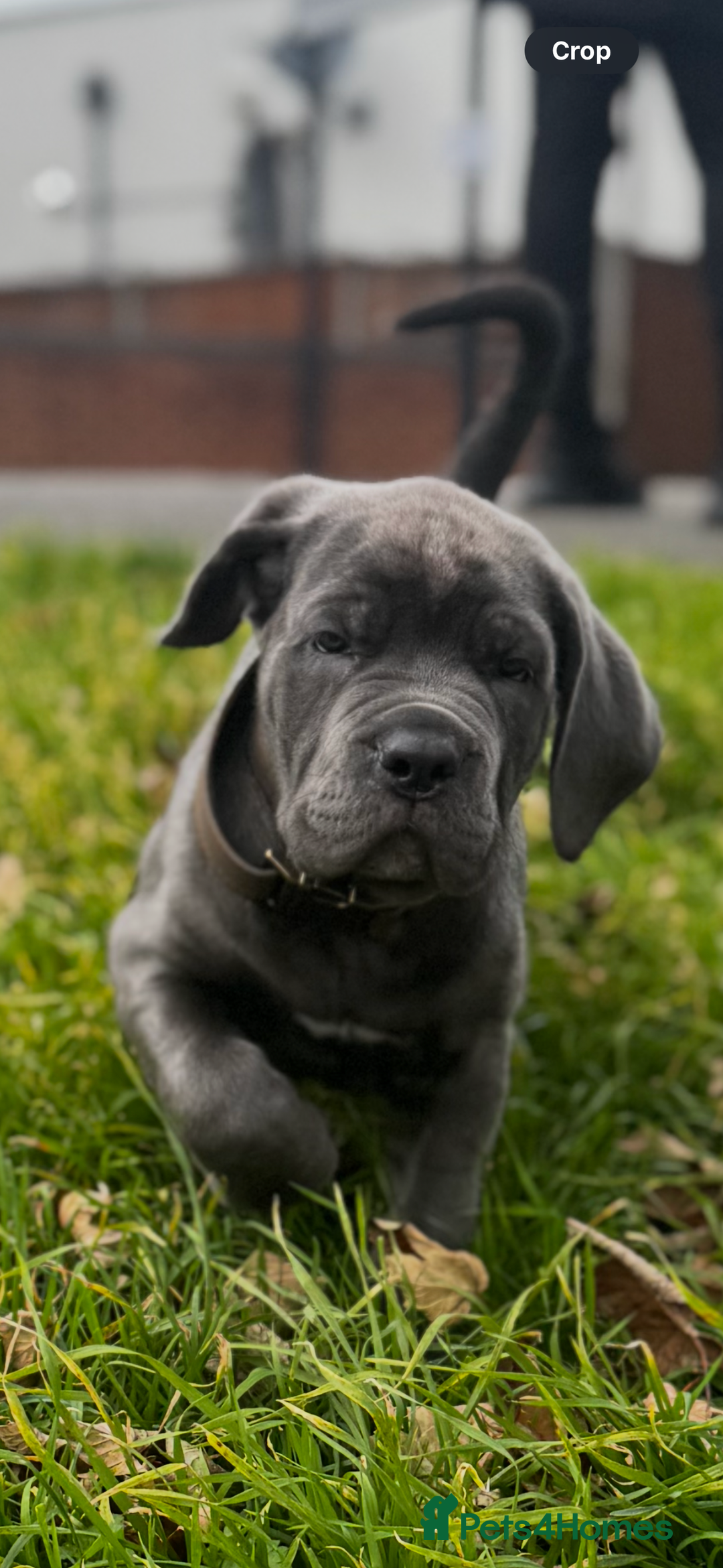 Cane Corso dogs for sale: Blue Cane corso - Image 4