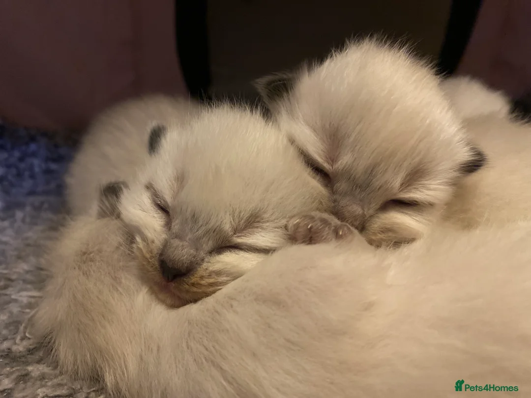 Ragdoll cats for sale: Pure breed ragdoll kittens  in Dagenham - Advert 7