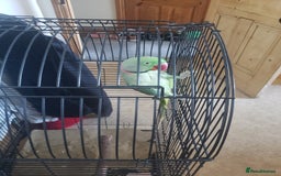 Parrots birds for sale: Parrot for sale - Advert 6