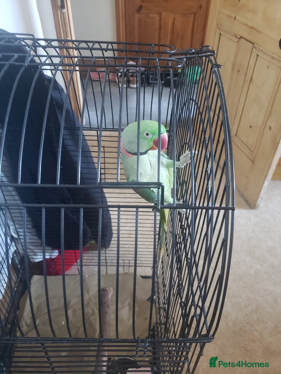 Parrots birds for sale: Parrot for sale - Advert 6