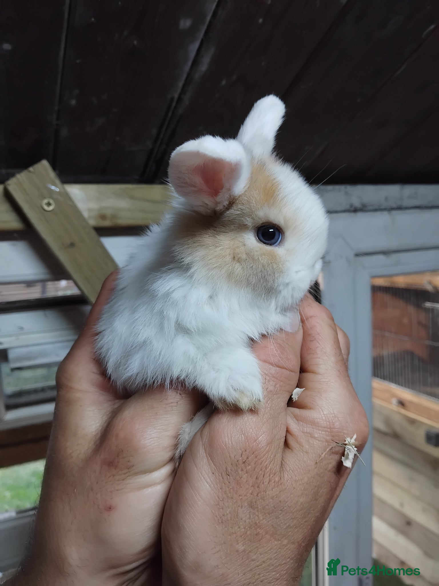 Mini Lop rabbits Baby lops - Advert 10