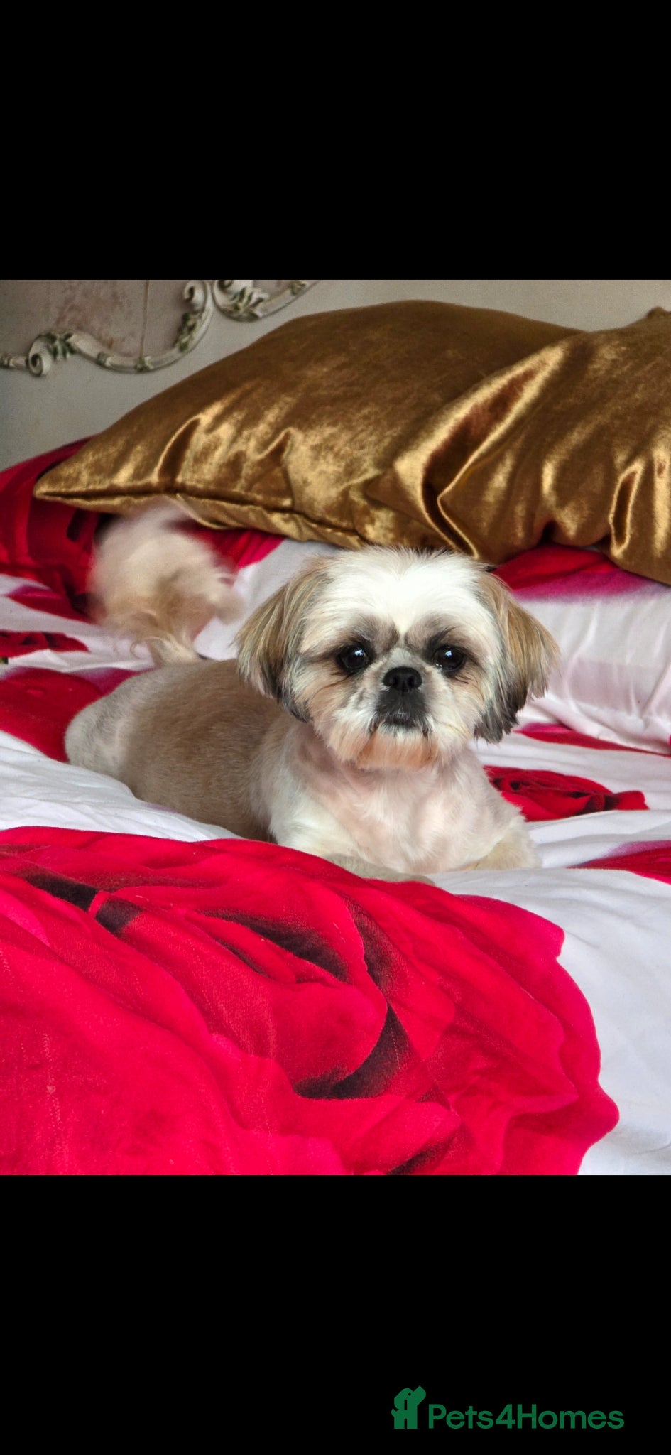Shih Tzu dogs Hi my name is Maria  - Advert 7