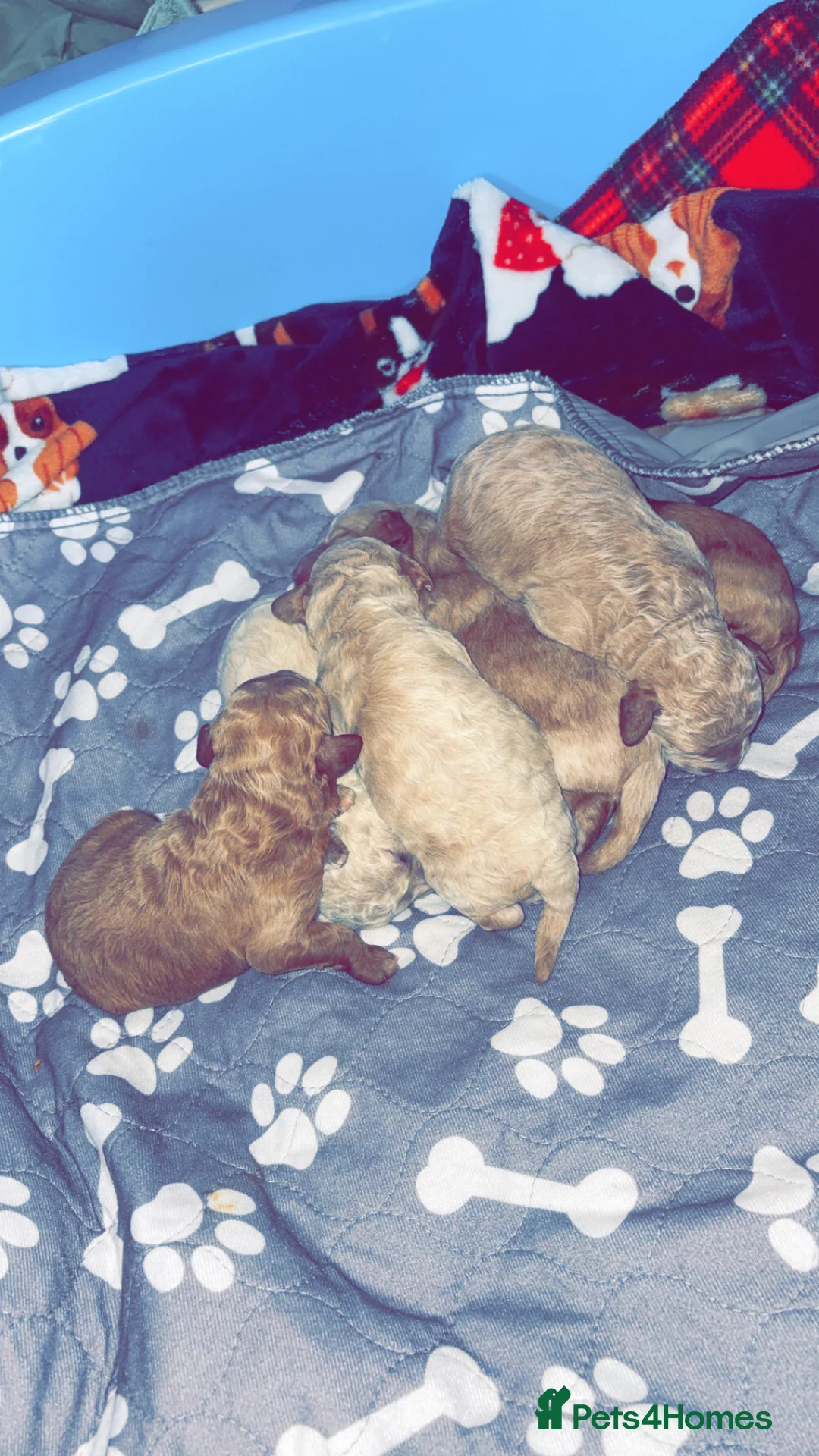 Cavapoo dogs for sale: Beautiful litter of f2 cavapoo puppies  in Rochdale - Advert 9