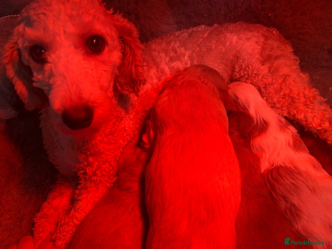 Cavapoochon dogs for sale: Gorgeous red female cavapoochon  - Advert 2