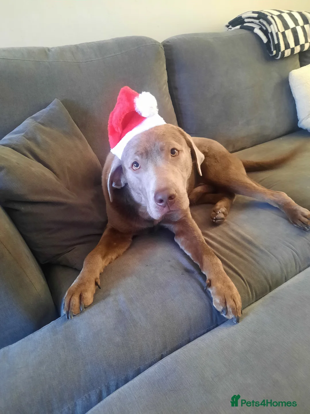 Labrador Retriever dogs for stud: Stud only, stunning silver labrador  - Advert 5