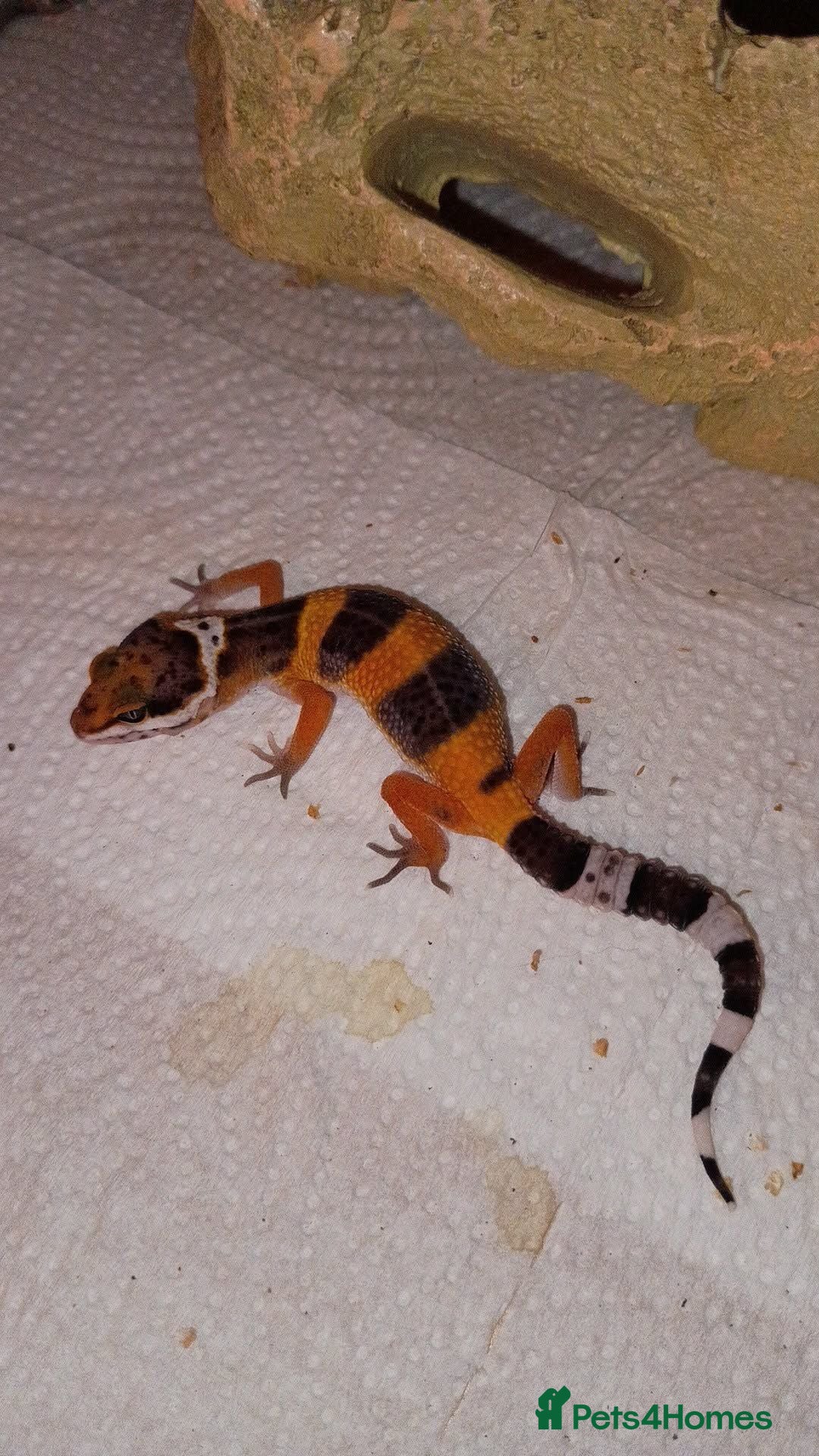 Leopard Gecko reptiles Leopard gecko - Advert 4