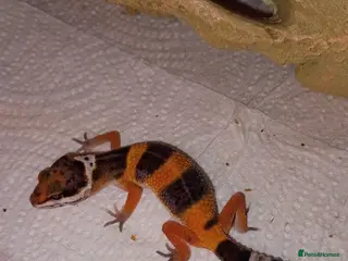Leopard Gecko reptiles Leopard gecko - Advert 6