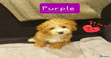 Maltipoo dogs - Advert 5