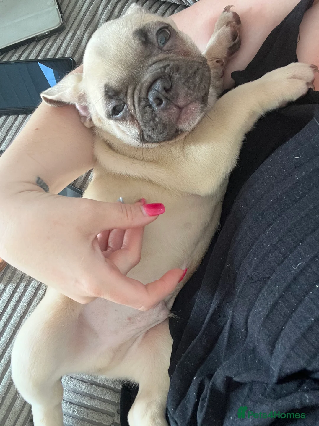 French Bulldog dogs for sale: 4 male French bulldogs  - Advert 2