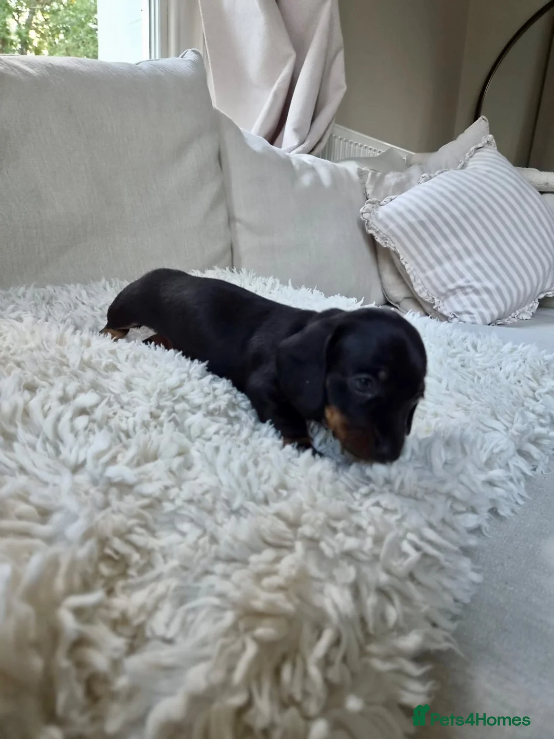 Miniature Dachshund dogs for sale: KC REGISTERED MINIATURE DACHSHUND PUPPIES - Advert 13