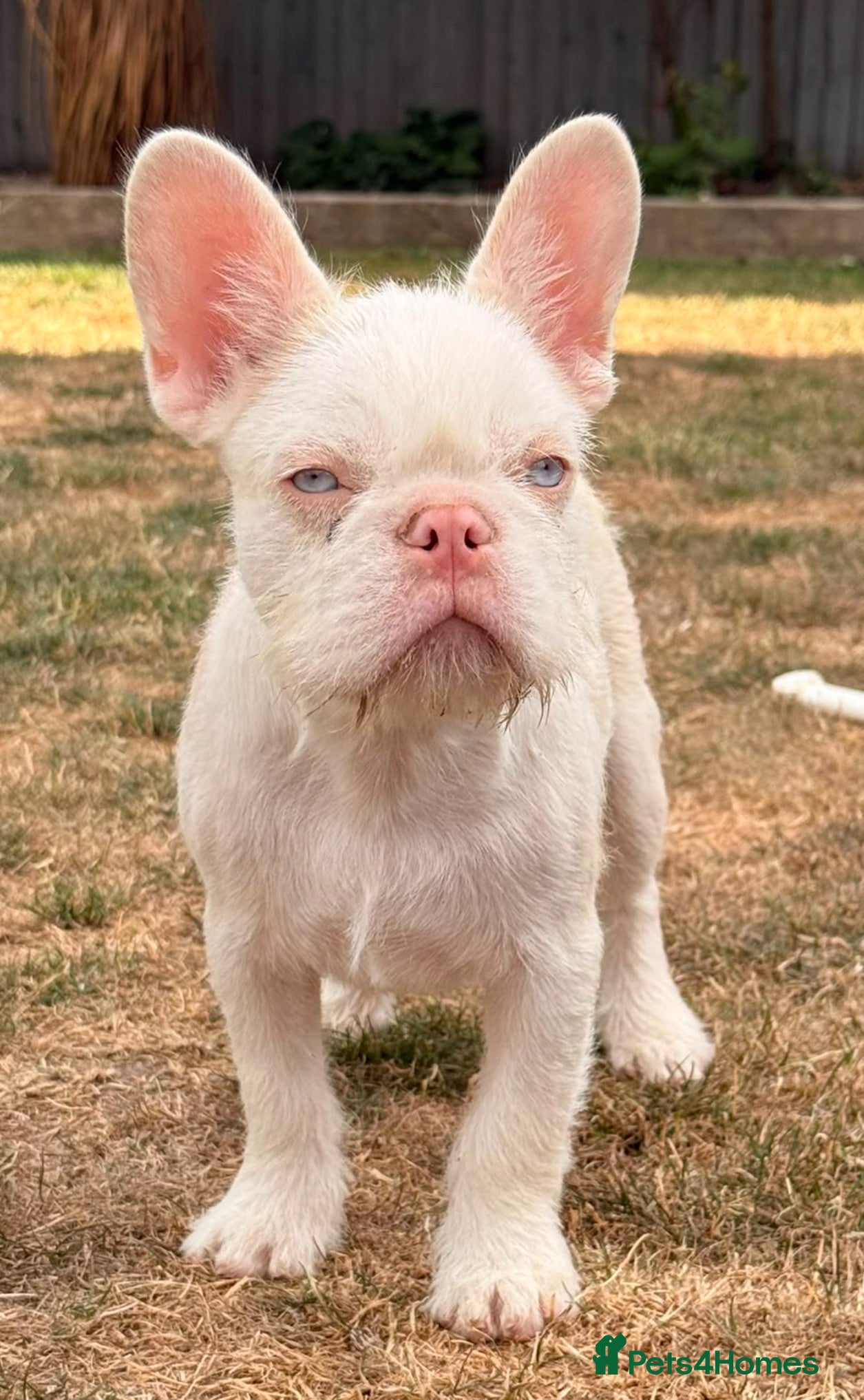 French Bulldog dogs 3 male french bulldogs  - Advert 18
