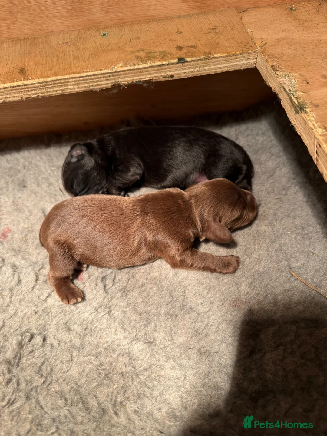 Cocker Spaniel dogs for sale: 1 Chocolate Boy - KC registered  - Advert 10