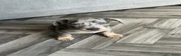 Jackshund dogs for sale: Ready for there forever homes  - Advert 9
