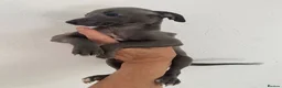 Italian Greyhound dogs for sale: Beautiful Italian greyhound puppies  - Advert 17