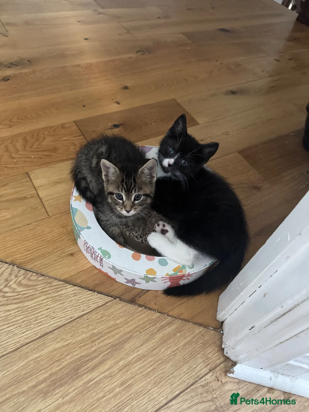 Mixed Breed cats for sale: Kittens for Sale! Ready to Leave 23 June! - Advert 1