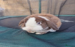 Mini Lop rabbits for sale: Pure breed mini lops male and female  - Image 1