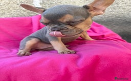 French Bulldog dogs for sale: 🔥READY TODAY Quality KC French Bulldog Puppies✨🔥 - Image 14
