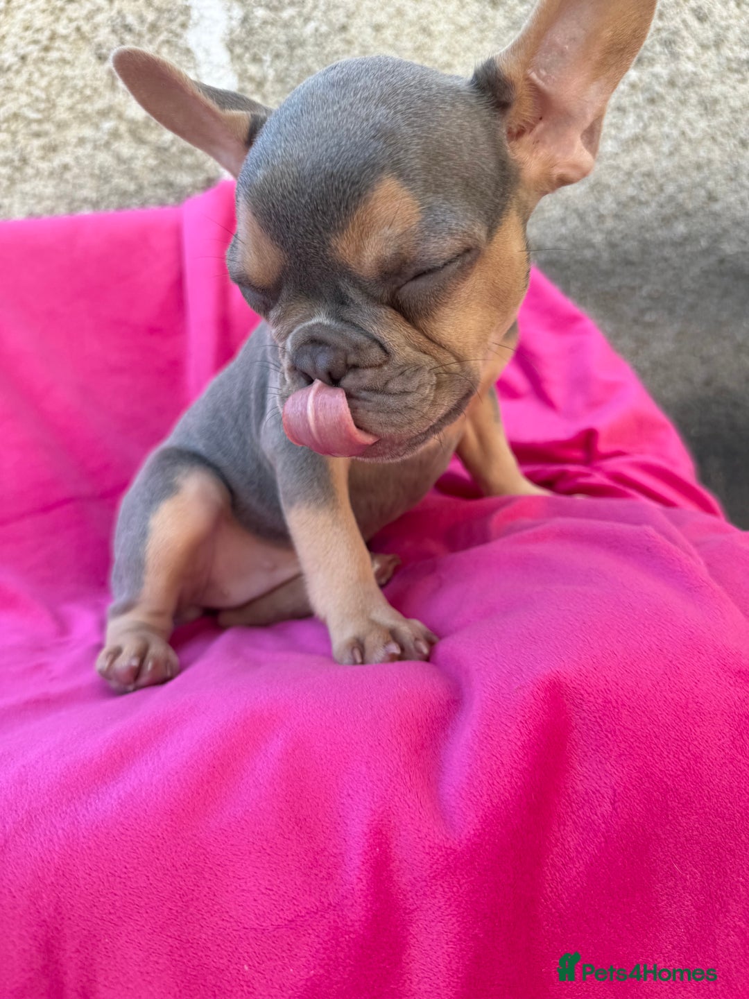 French Bulldog dogs for sale: 🔥READY TODAY Quality KC French Bulldog Puppies✨🔥 - Image 14
