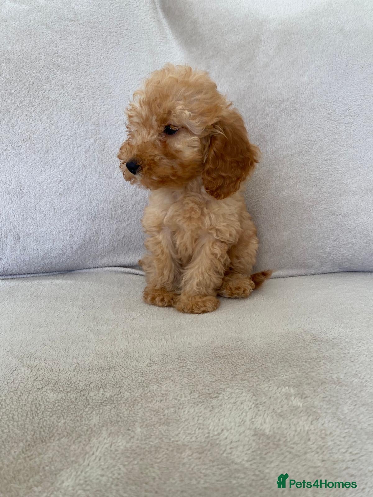 Cockapoo dogs F1b cockapoo puppy’s ready to leave  - Advert 2