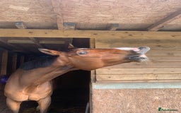 English Thoroughbred horses for sale: Stunning 17H Bay Gelding - Image 3