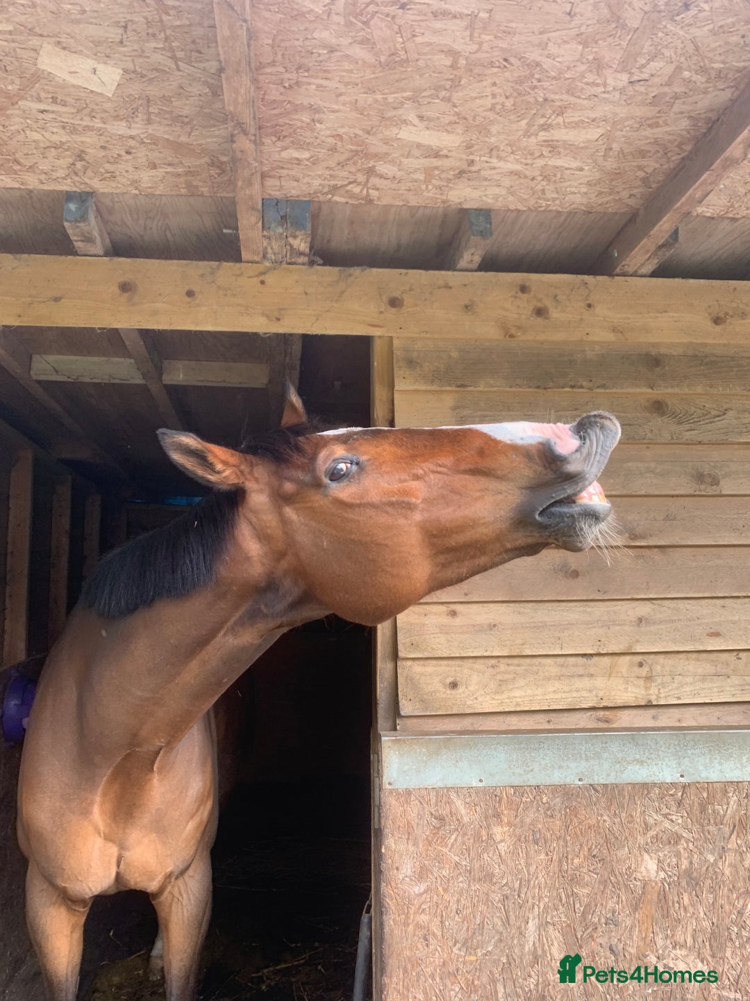 English Thoroughbred horses for sale: Stunning 17H Bay Gelding - Image 3
